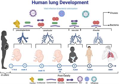 Frontiers | Respiratory Viral And Bacterial Factors That Influence ...